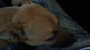 dogs