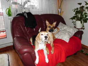dogs