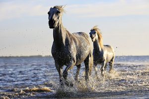 Pferdehaftpflichtversicherung günstig